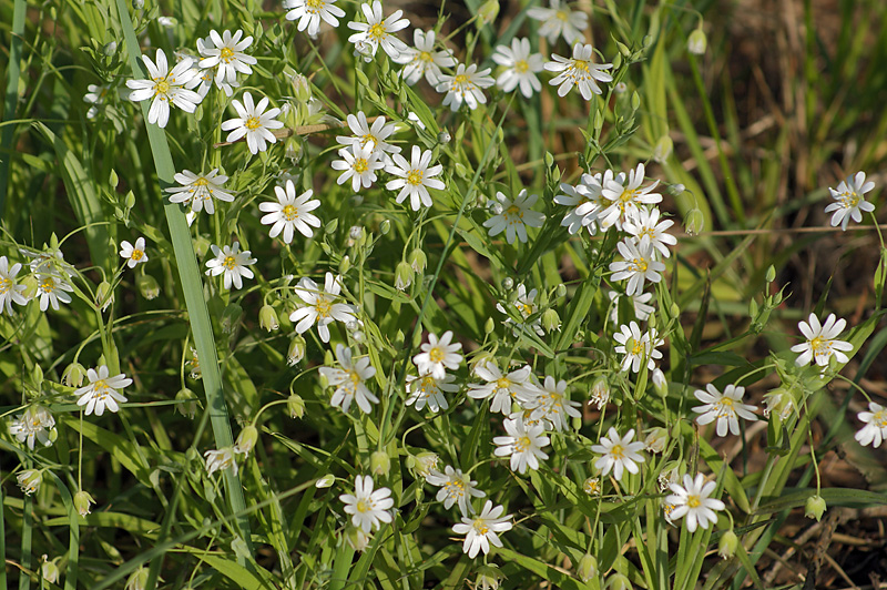 Изображение особи Stellaria holostea.