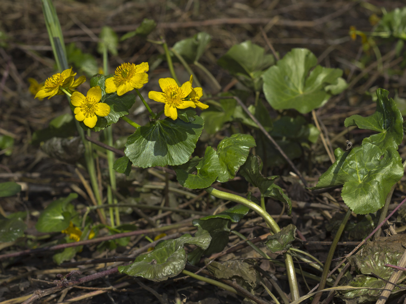 Image of Caltha palustris specimen.