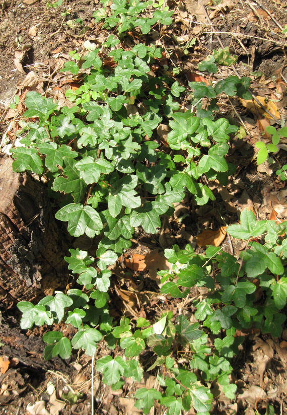 Image of Acer monspessulanum specimen.