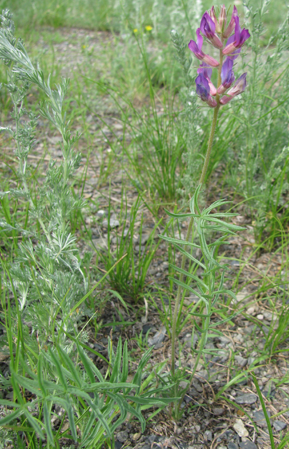 Изображение особи Oxytropis prostrata.