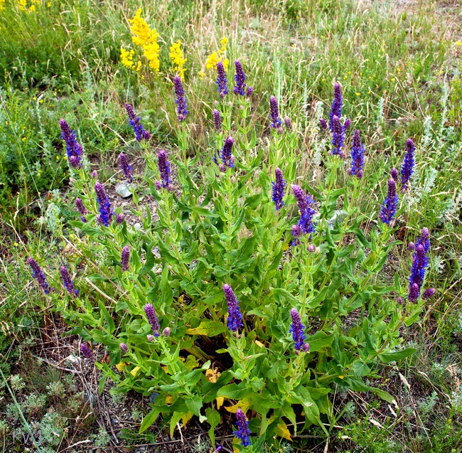 Image of Salvia tesquicola specimen.