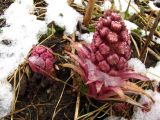 Petasites hybridus