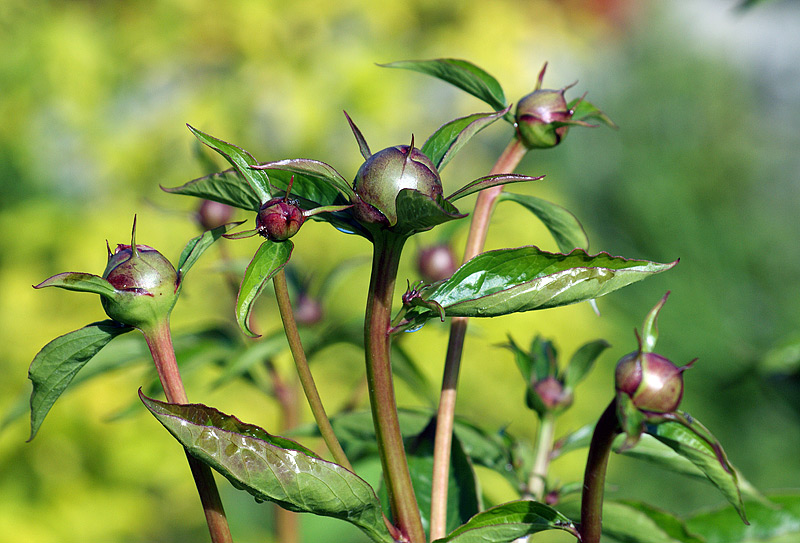 Image of Paeonia lactiflora specimen.