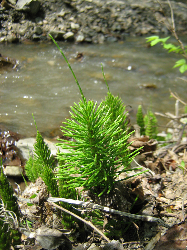 Image of Equisetum telmateia specimen.