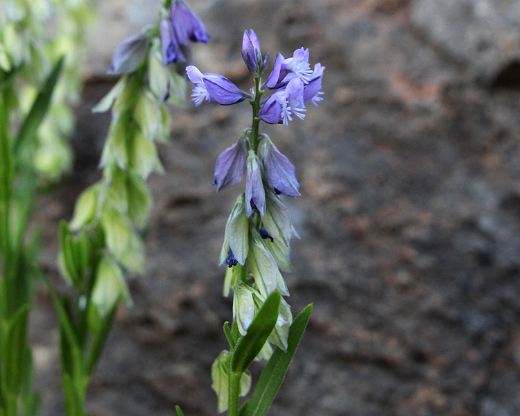 Изображение особи Polygala caucasica.