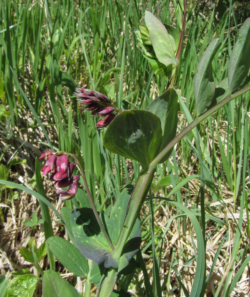 Image of Lathyrus pisiformis specimen.