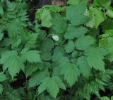 Actaea spicata