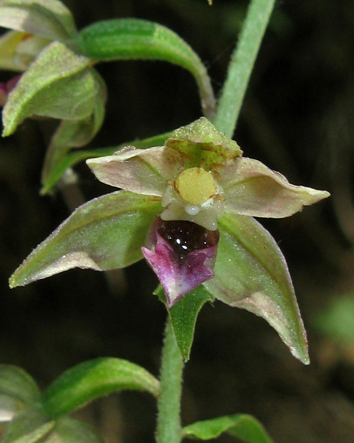 Изображение особи Epipactis helleborine.