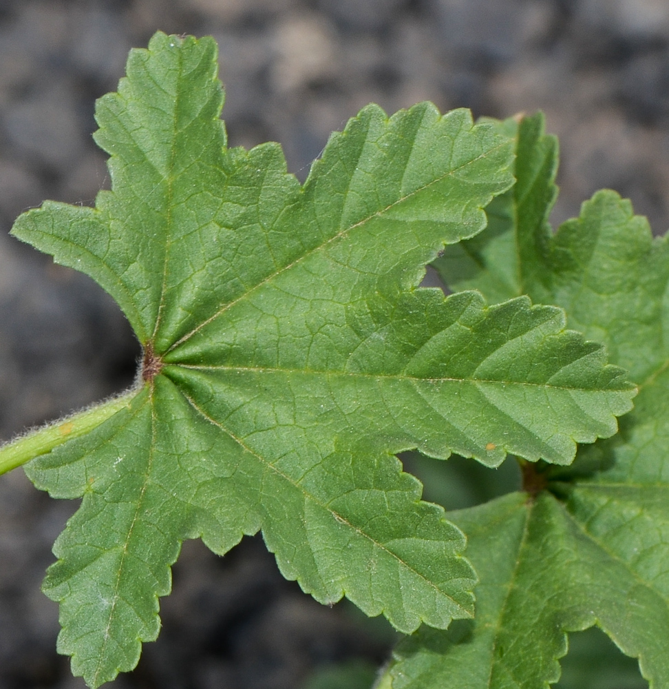 Image of Malva parviflora specimen.