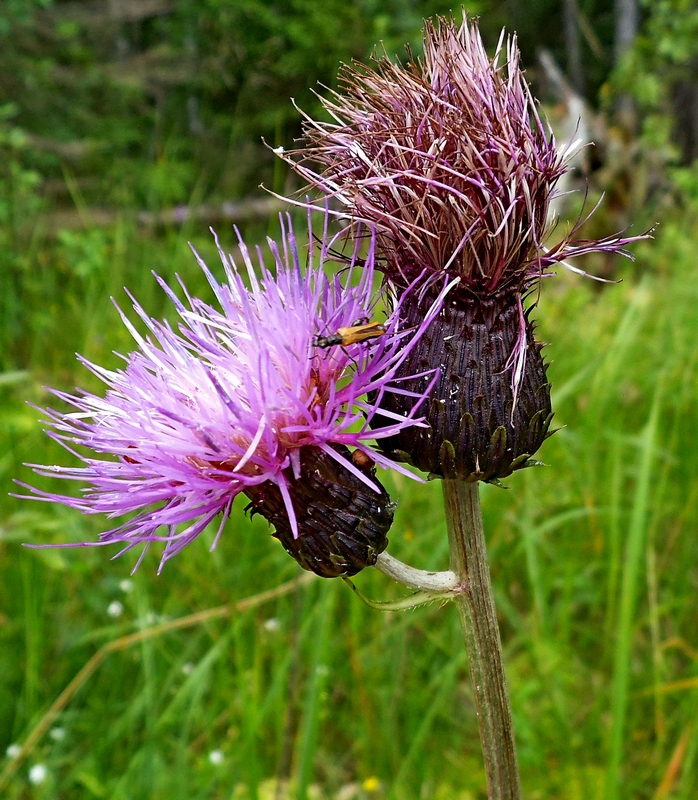 Image of Cirsium heterophyllum specimen.