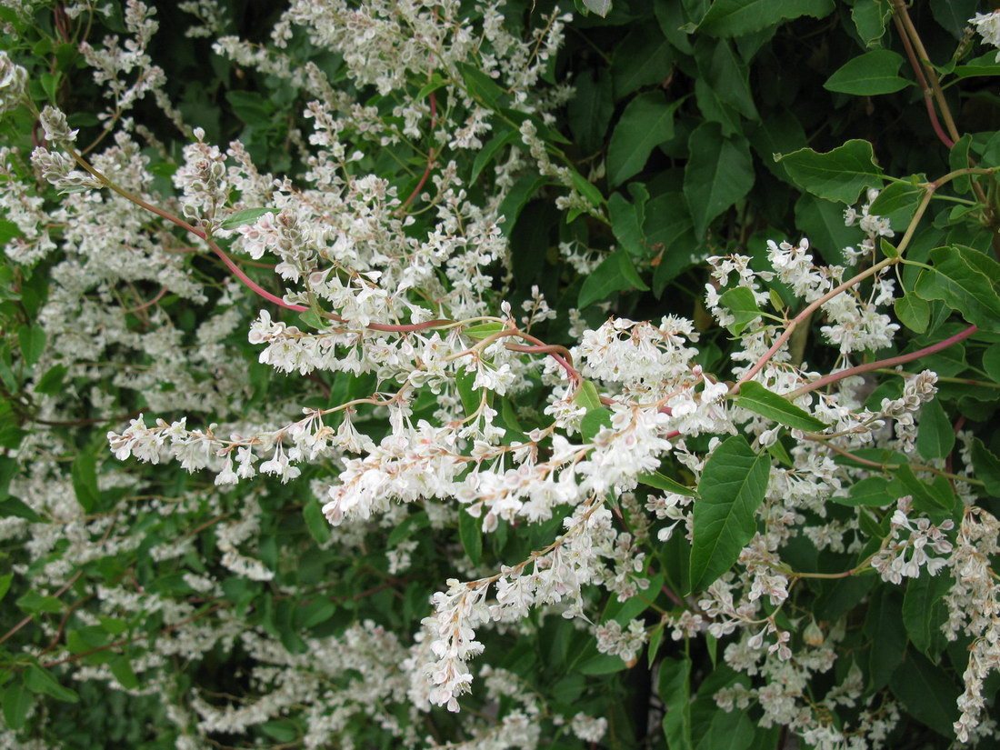 Image of Fallopia baldschuanica specimen.