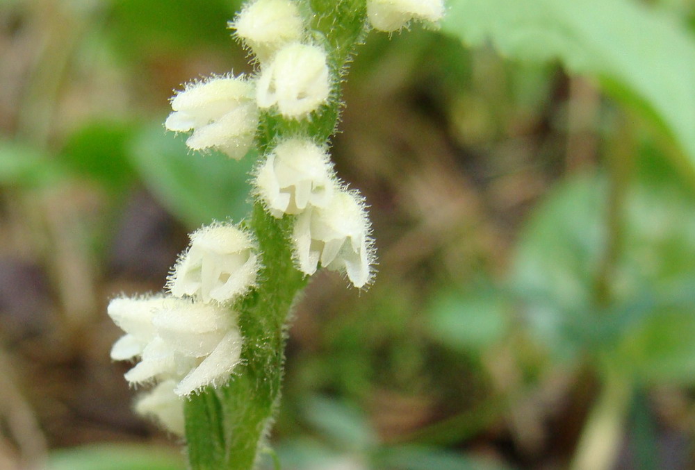 Изображение особи Goodyera repens.