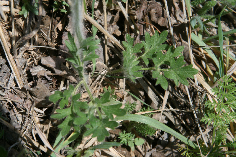 Изображение особи Ranunculus komarovii.