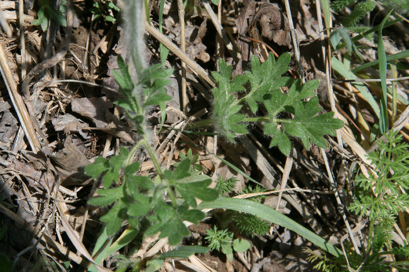 Image of Ranunculus komarovii specimen.