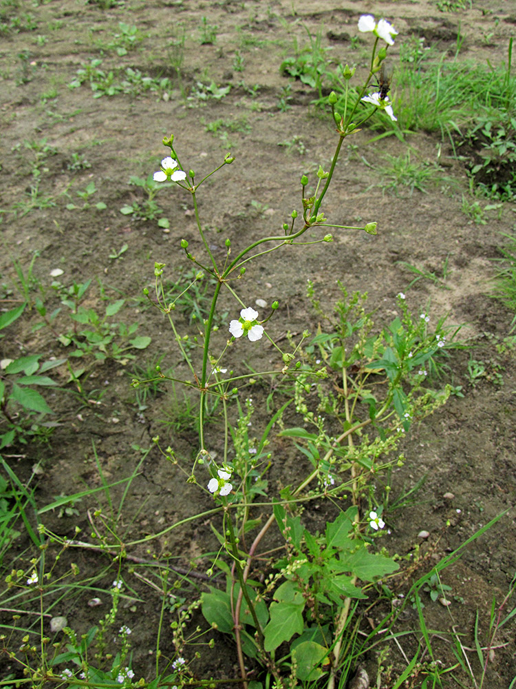 Image of Alisma plantago-aquatica specimen.