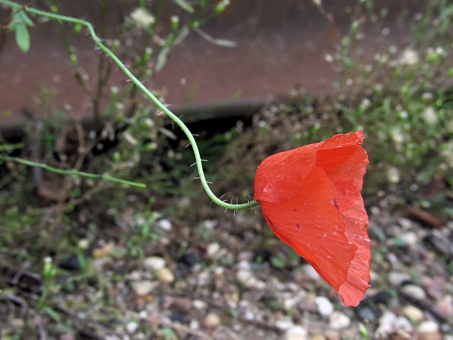 Image of Papaver rhoeas specimen.