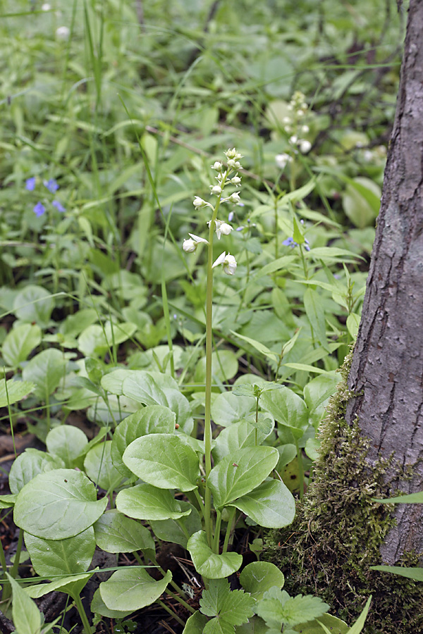 Изображение особи Pyrola rotundifolia.