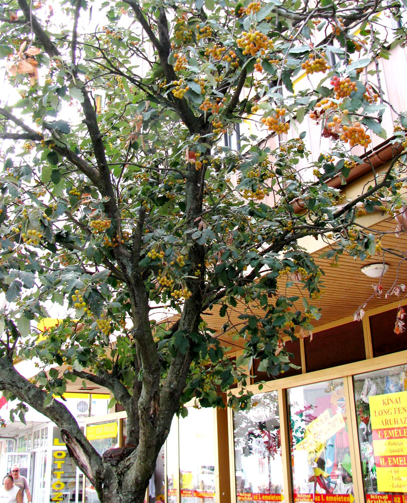 Image of Sorbus intermedia specimen.