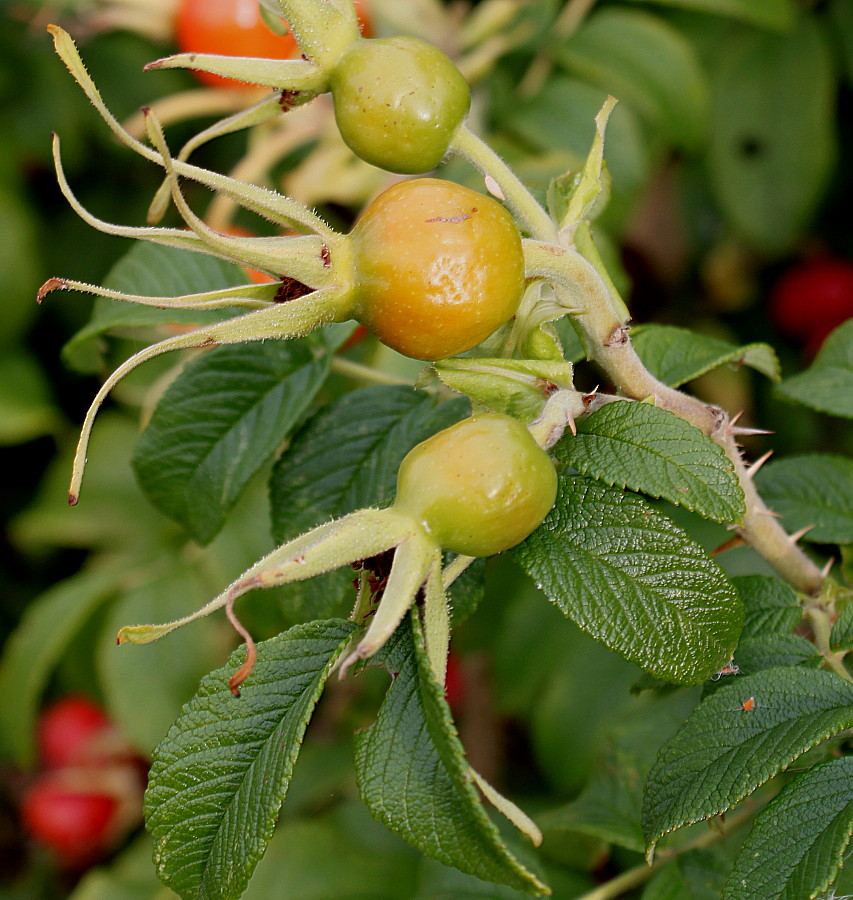 Image of Rosa rugosa specimen.