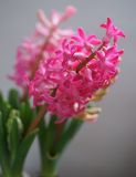 Hyacinthus orientalis