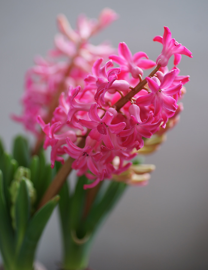 Изображение особи Hyacinthus orientalis.