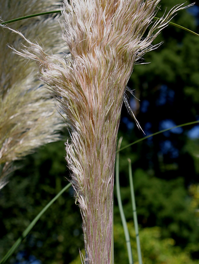 Изображение особи Cortaderia selloana.