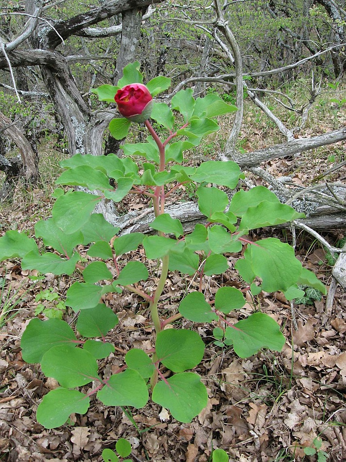 Image of Paeonia daurica specimen.