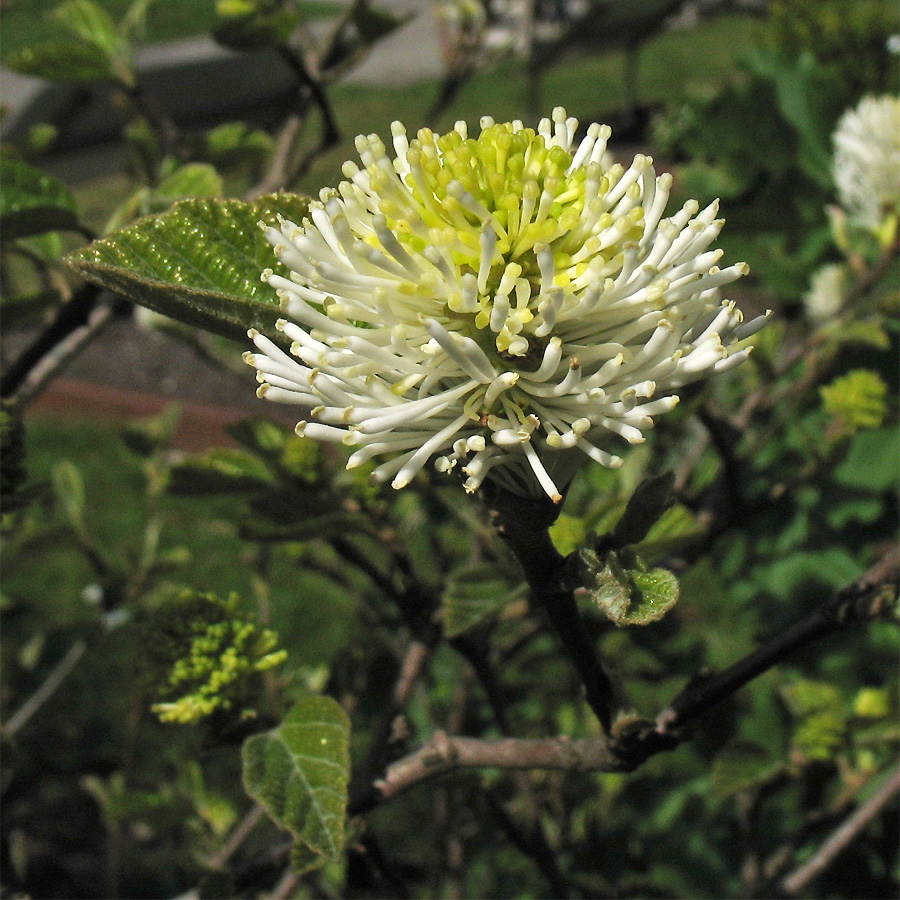 Image of Fothergilla major specimen.