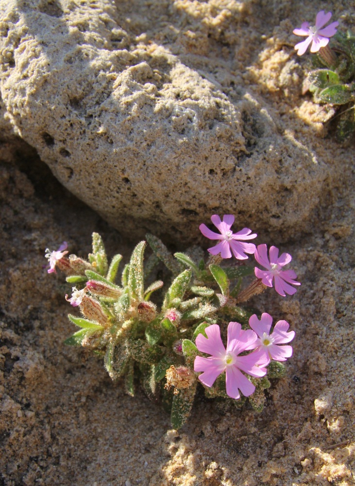 Image of Silene littorea specimen.