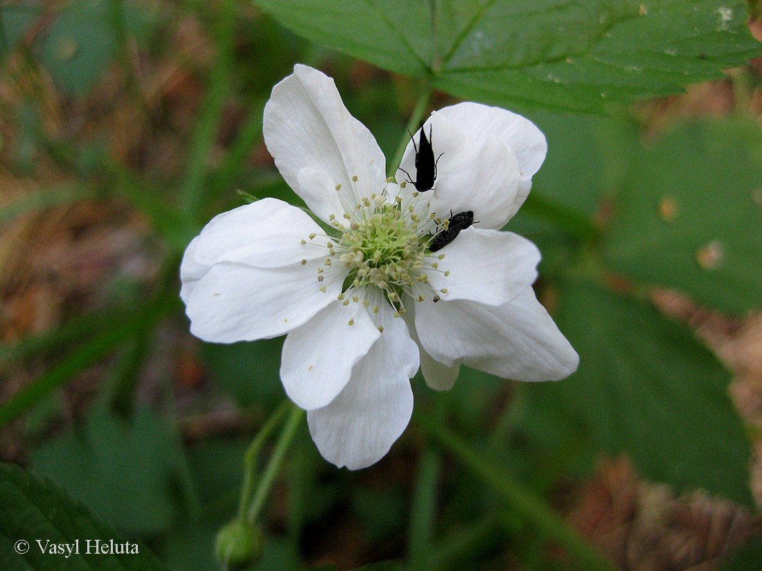 Изображение особи Rubus caesius.