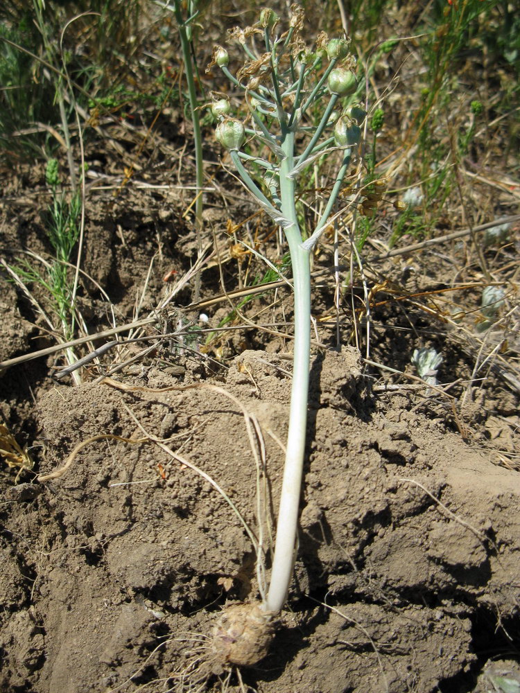 Image of Ornithogalum navaschinii specimen.