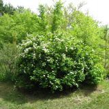 Spiraea chamaedryfolia