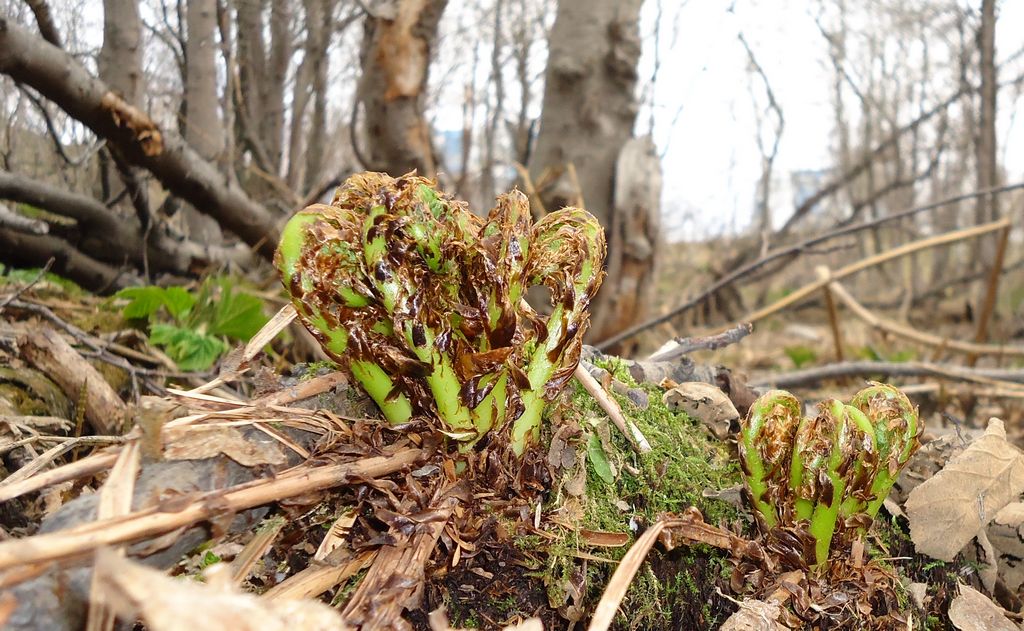 Image of Dryopteris expansa specimen.