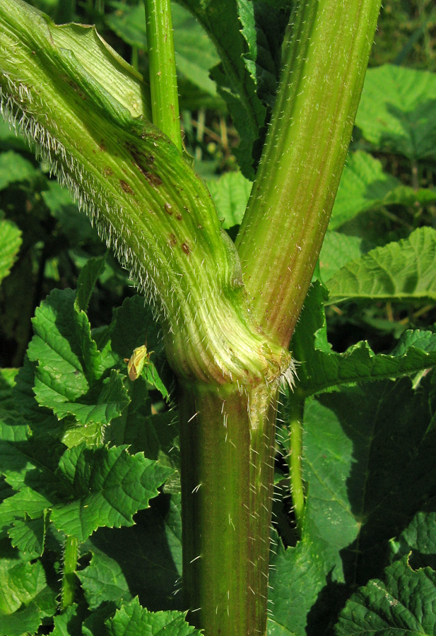 Image of Heracleum sibiricum specimen.