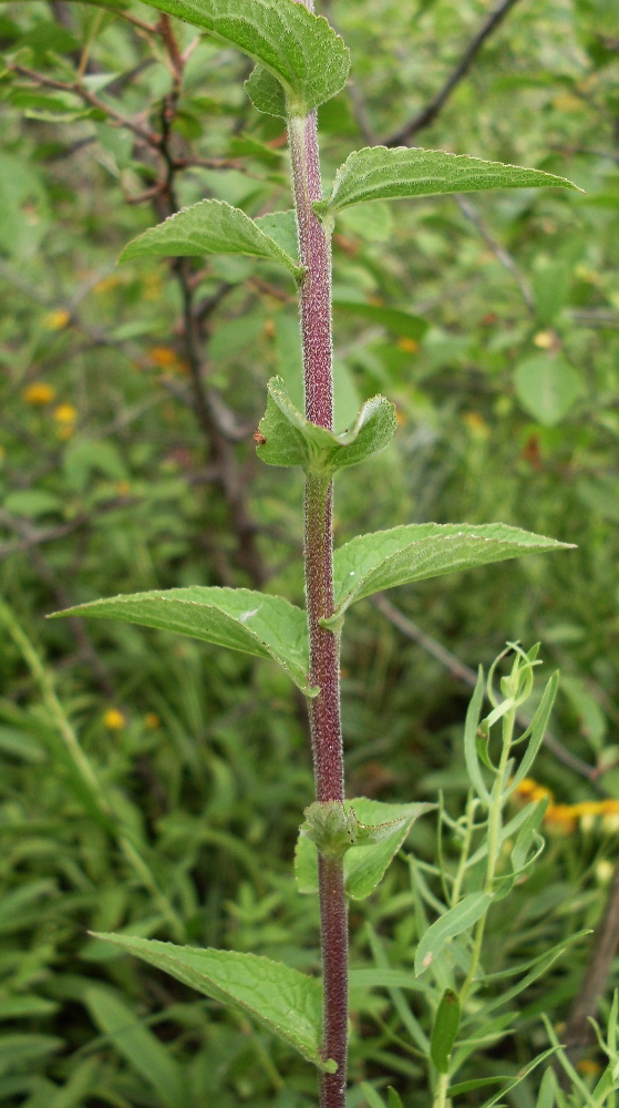 Image of Campanula bononiensis specimen.