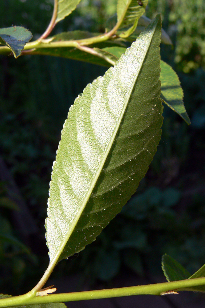 Image of Cerasus vulgaris specimen.