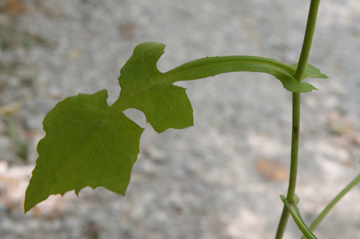 Image of Mycelis muralis specimen.