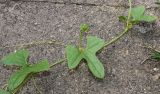 Cyclanthera brachystachya. Средняя часть побега. Германия, г. Krefeld, Ботанический сад. 11.08.2013.