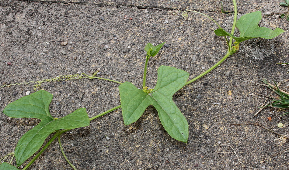 Image of Cyclanthera brachystachya specimen.