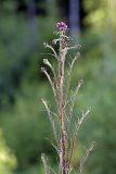 Cirsium palustre