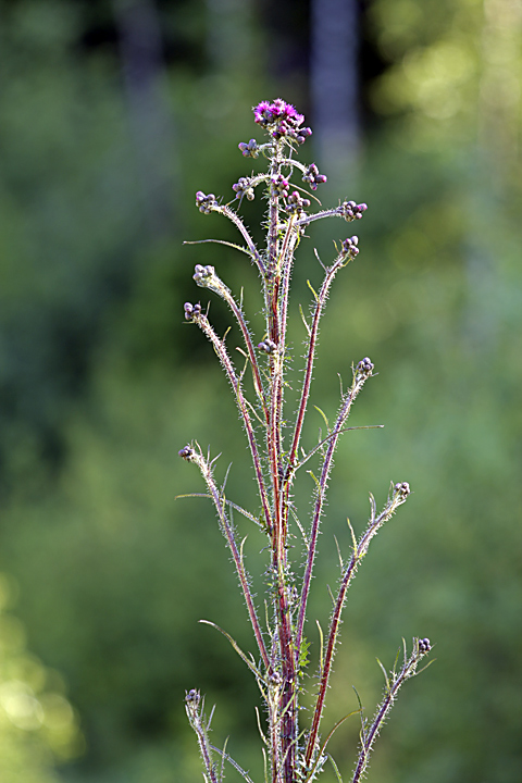 Image of Cirsium palustre specimen.