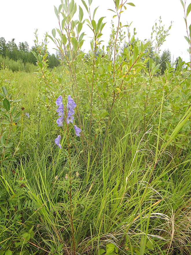 Image of Aconitum ambiguum specimen.