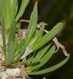 Kleinia neriifolia. Листья. Израиль, Шарон, г. Герцлия, в культуре. 08.10.2013.