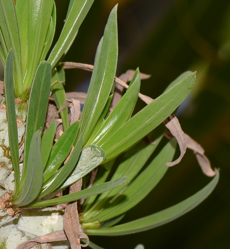 Image of Kleinia neriifolia specimen.