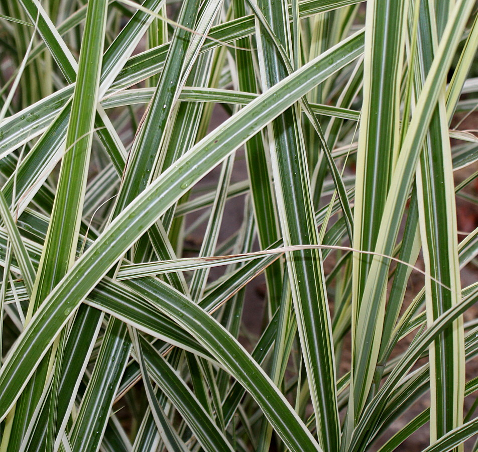 Image of Miscanthus sinensis specimen.