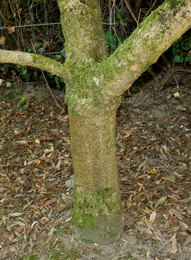 Image of Acer cissifolium specimen.