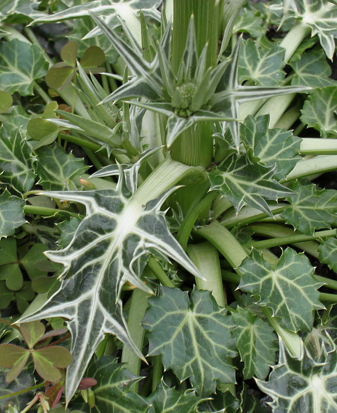 Image of Eryngium variifolium specimen.