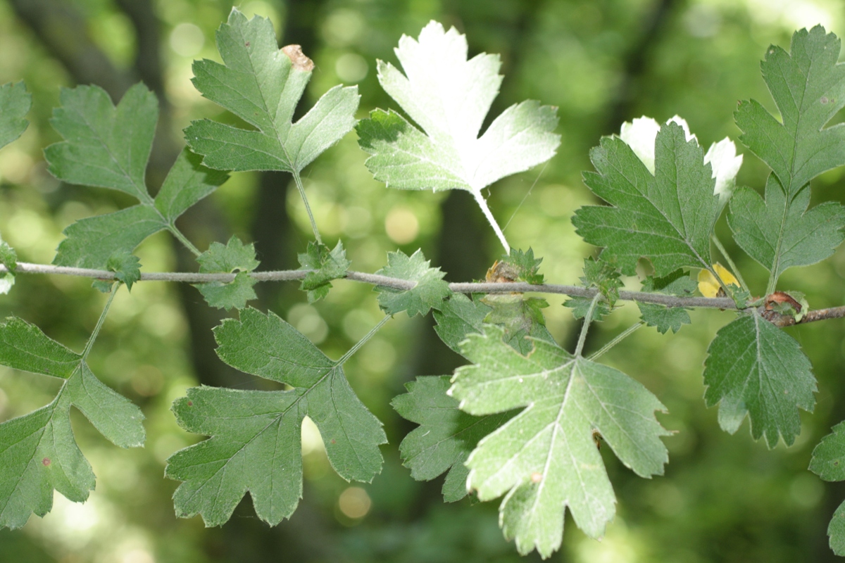 Изображение особи Crataegus pentagyna.