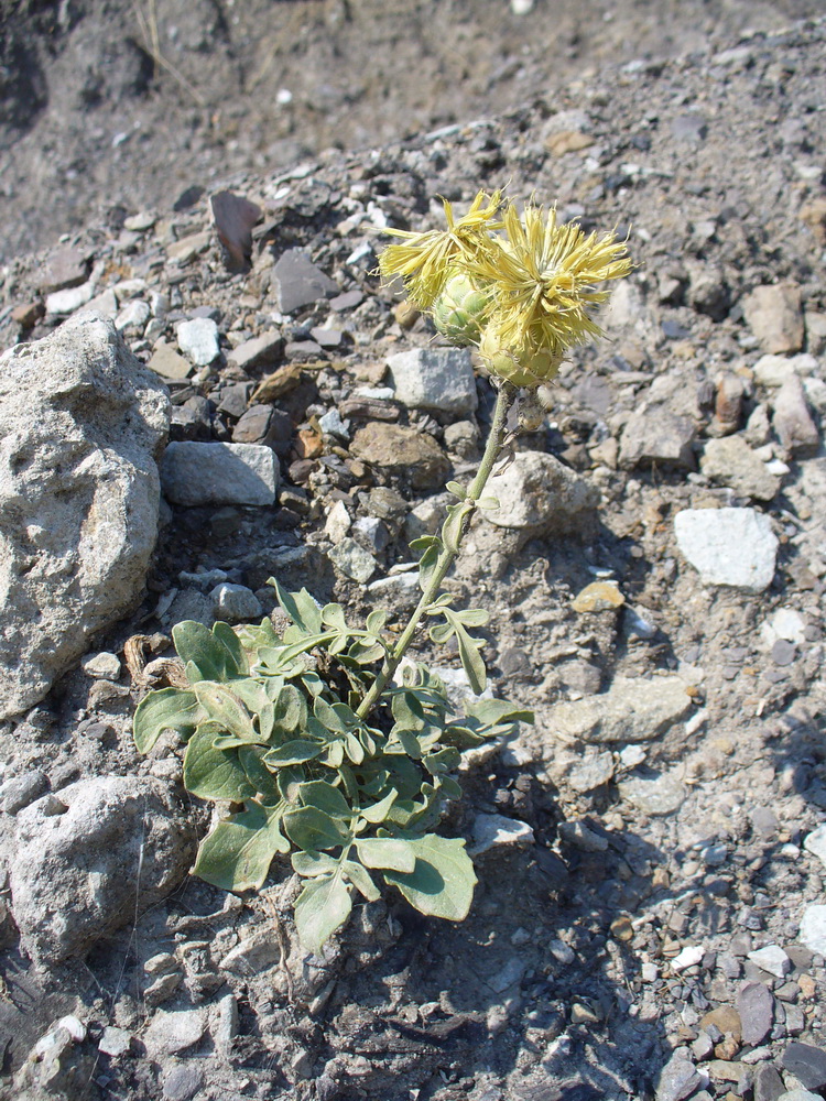 Image of Centaurea salonitana specimen.