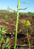 Erysimum cheiranthoides. Часть соплодия с аномальными плодами. Окр. Архангельска, свалка древесных отходов. 31.05.2011.